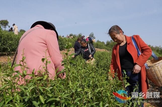 有关于湘乡：茶园春意浓 春茶“抢鲜”采的最新消息(1)