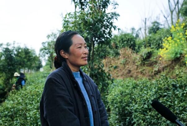 关于平坝：一叶春茶绿 一业乡村兴的新闻(2)