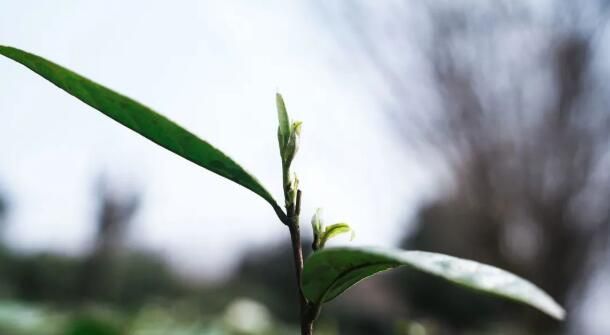 关于平坝：一叶春茶绿 一业乡村兴的新闻(3)