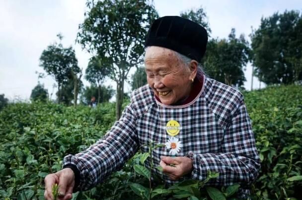 关于平坝：一叶春茶绿 一业乡村兴的新闻(7)