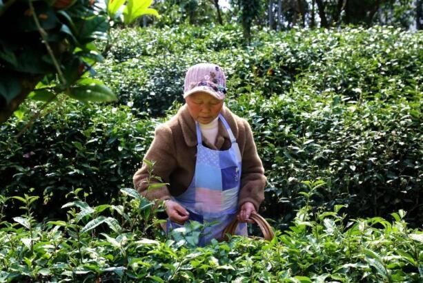 关于平坝：一叶春茶绿 一业乡村兴的新闻(8)