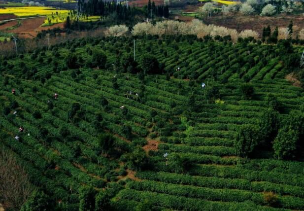 关于平坝：一叶春茶绿 一业乡村兴的新闻