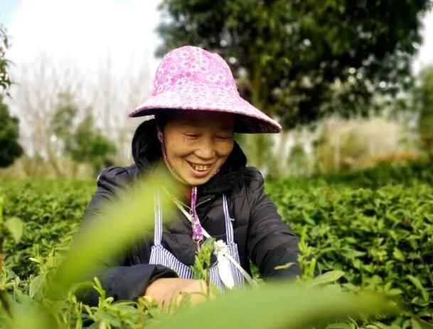 关于平坝：一叶春茶绿 一业乡村兴的新闻(1)