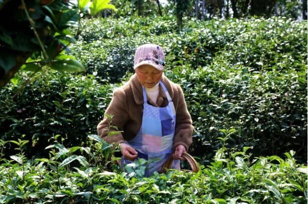 关于平坝：一叶春茶绿 一业乡村兴的新闻(6)