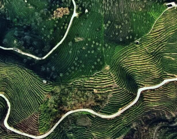 关于平坝：一叶春茶绿 一业乡村兴的新闻(5)