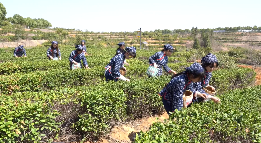 关于信阳罗山县30万亩春茶抢“鲜”开采！今年新茶价格……的最新消息(3)