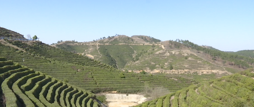 关于信阳罗山县30万亩春茶抢“鲜”开采！今年新茶价格……的最新消息(2)