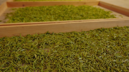 关于信阳罗山县30万亩春茶抢“鲜”开采！今年新茶价格……的最新消息(6)