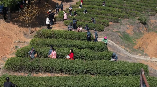 关于信阳罗山县30万亩春茶抢“鲜”开采！今年新茶价格……的最新消息(7)