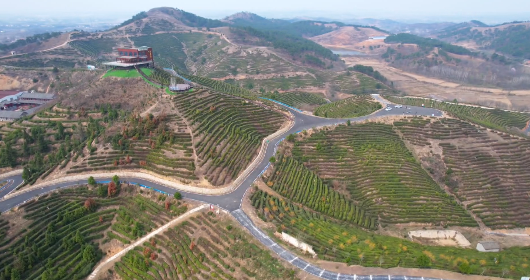 关于信阳罗山县30万亩春茶抢“鲜”开采！今年新茶价格……的最新消息