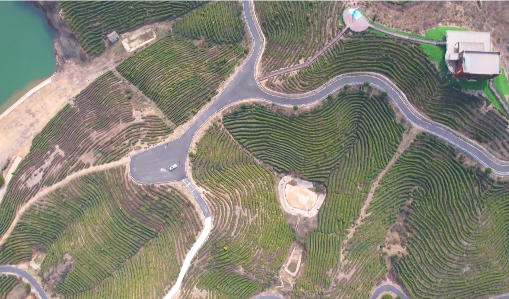 关于信阳罗山县30万亩春茶抢“鲜”开采！今年新茶价格……的最新消息(5)