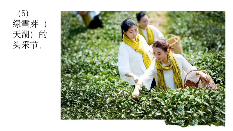 有关于中国白茶始祖：太姥身份的再认识的新闻(12)