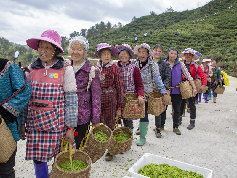 有关于第八届“品平塘甲茶·观中国天眼——贵州春茶第一壶”开采品鉴系列活动启动的信息(14)