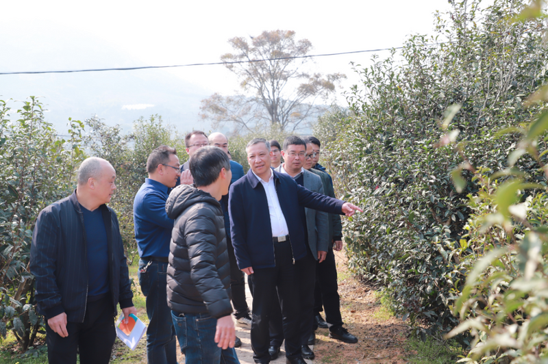 有关于福安市领导开展茶产业发展暨中国红茶大会筹备情况调研的最新消息(2)