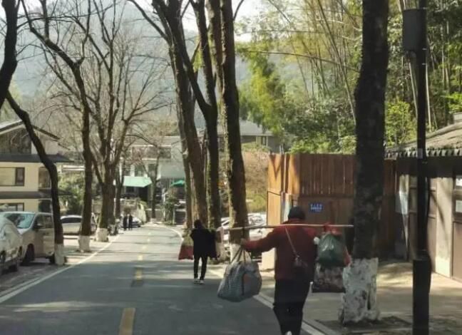 关于采茶工已就位，西湖龙井43号正式开采！今年价格怎么样？的最新消息(4)