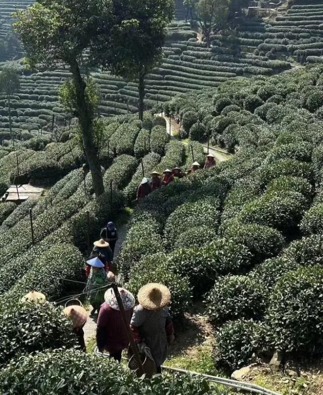 关于采茶工已就位，西湖龙井43号正式开采！今年价格怎么样？的最新消息