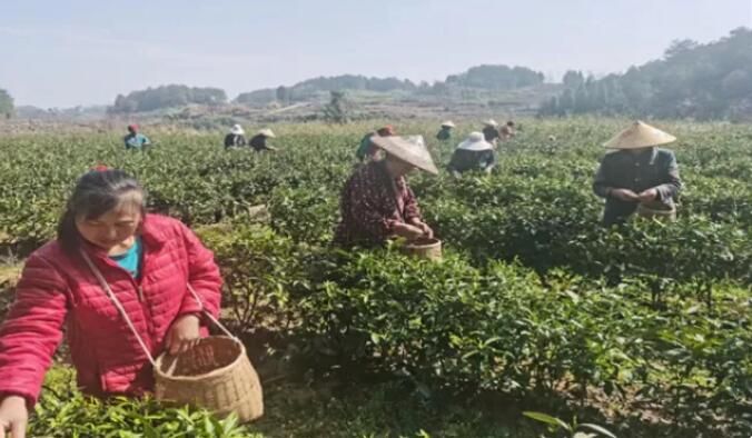 关于凤凰县阿拉营镇化眉村：春风春雨催春芽 茶山茶农忙采茶的信息