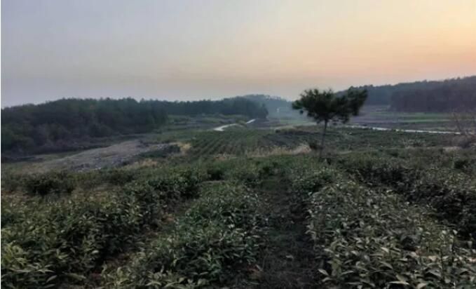 关于凤凰县阿拉营镇化眉村：春风春雨催春芽 茶山茶农忙采茶的信息(1)