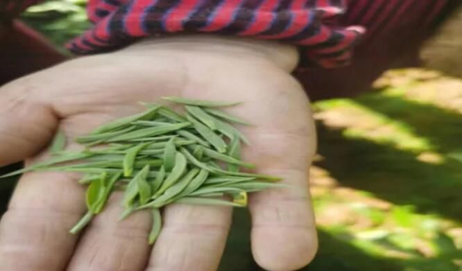 关于凤凰县阿拉营镇化眉村：春风春雨催春芽 茶山茶农忙采茶的信息(2)