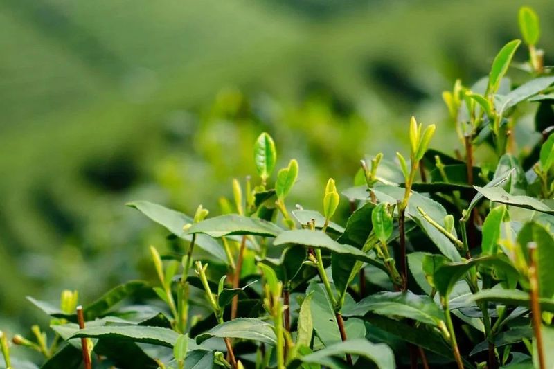 关于杭州西湖龙井、洞庭山碧螺春两大茗茶正式开采！的新闻