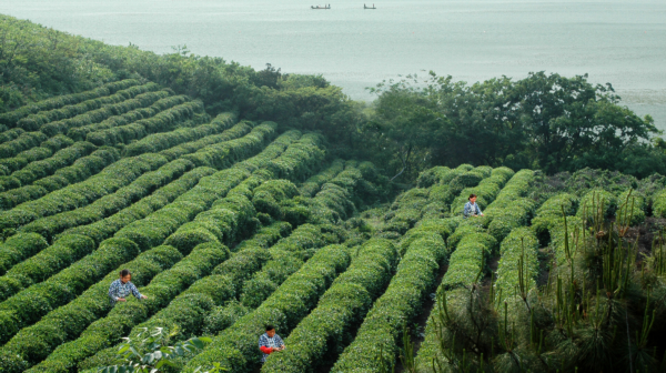 关于杭州西湖龙井、洞庭山碧螺春两大茗茶正式开采！的新闻(2)