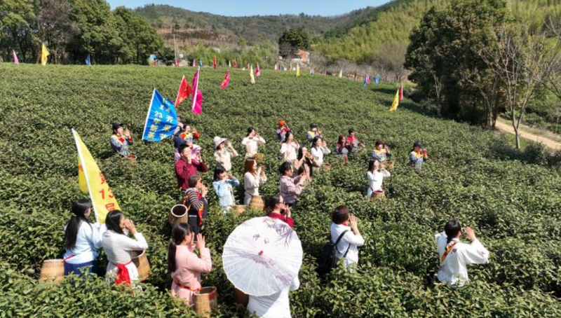 有关于春天的味道来了！宜兴首批春茶抢“鲜”开采的消息(2)