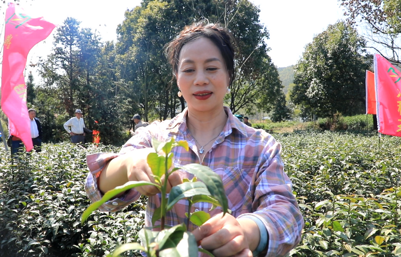 有关于春天的味道来了！宜兴首批春茶抢“鲜”开采的消息(4)