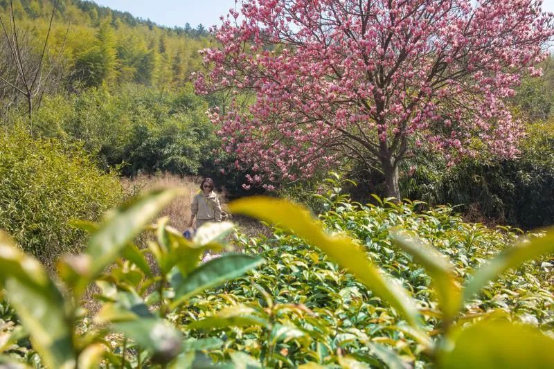 有关于春天的味道来了！宜兴首批春茶抢“鲜”开采的消息