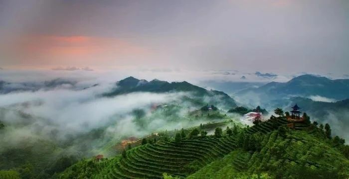 有关于凌云：打造茶产业品牌 带动区域发展振兴的内容(1)