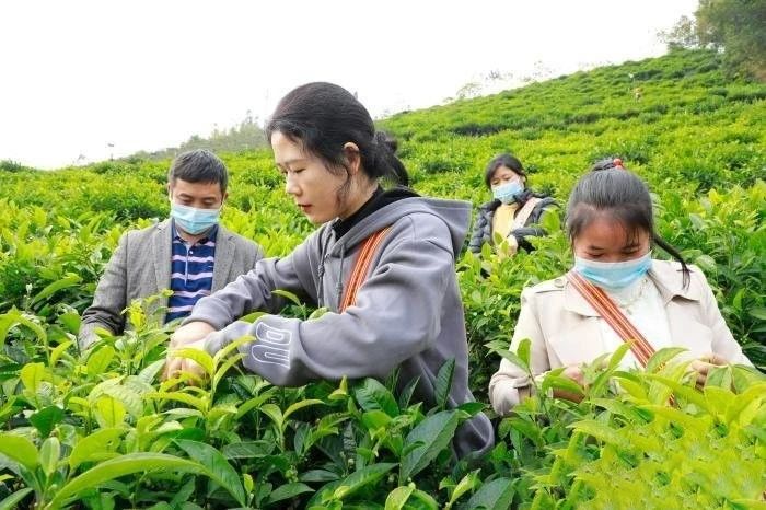 有关于凌云：打造茶产业品牌 带动区域发展振兴的内容