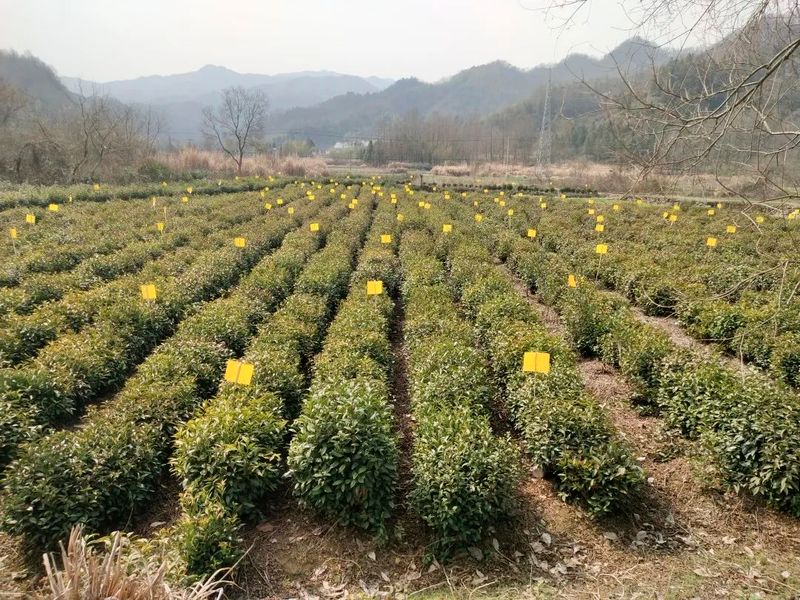 有关于黟县 建好“三项机制” 全面推进茶园绿色防控的内容(1)