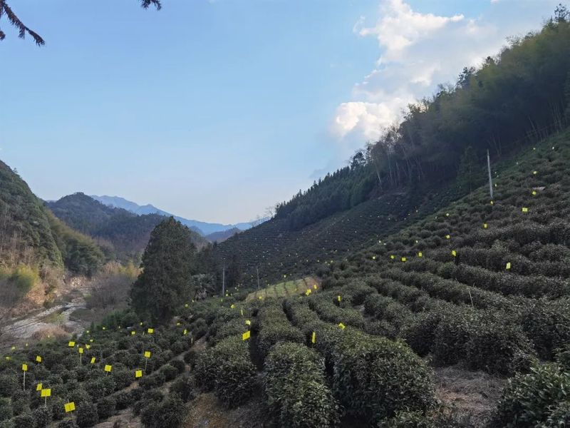 有关于黟县 建好“三项机制” 全面推进茶园绿色防控的内容