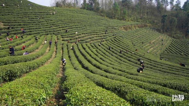 关于贵州金沙：春来采茶忙，技能培训促振兴的消息(6)