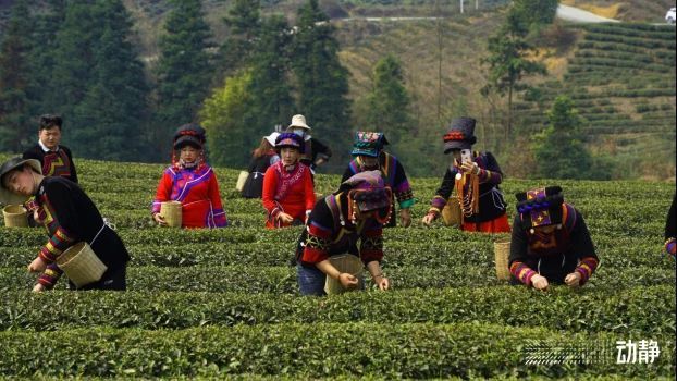 关于贵州金沙：春来采茶忙，技能培训促振兴的消息(1)