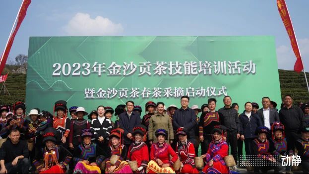 关于贵州金沙：春来采茶忙，技能培训促振兴的消息