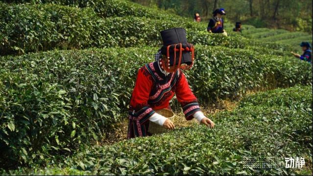 关于贵州金沙：春来采茶忙，技能培训促振兴的消息(3)