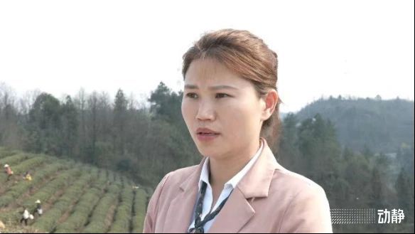 关于贵州金沙：春来采茶忙，技能培训促振兴的消息(5)