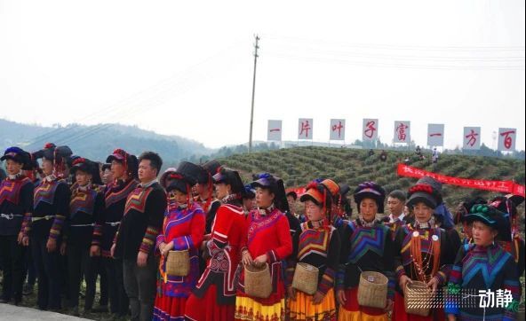 关于贵州金沙：春来采茶忙，技能培训促振兴的消息(2)