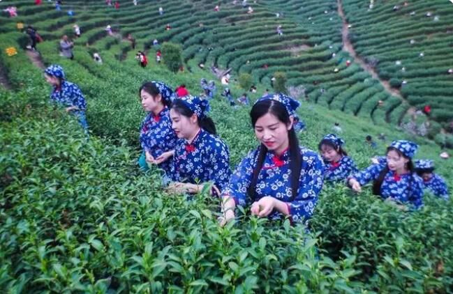 关于河南光山：春茶吐新绿 茶农采茶忙的最新消息(9)