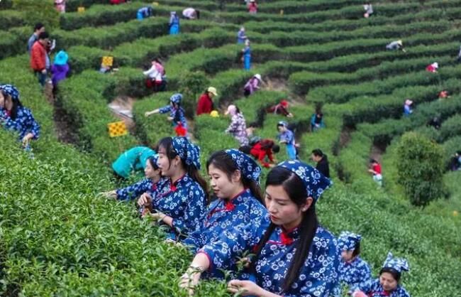 关于河南光山：春茶吐新绿 茶农采茶忙的最新消息(4)