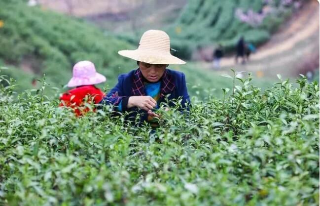 关于河南光山：春茶吐新绿 茶农采茶忙的最新消息(6)