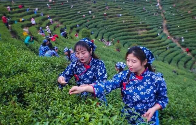 关于河南光山：春茶吐新绿 茶农采茶忙的最新消息(2)