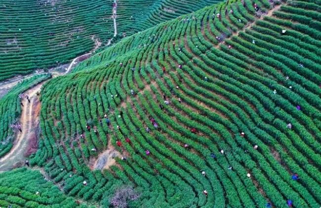 关于河南光山：春茶吐新绿 茶农采茶忙的最新消息(1)