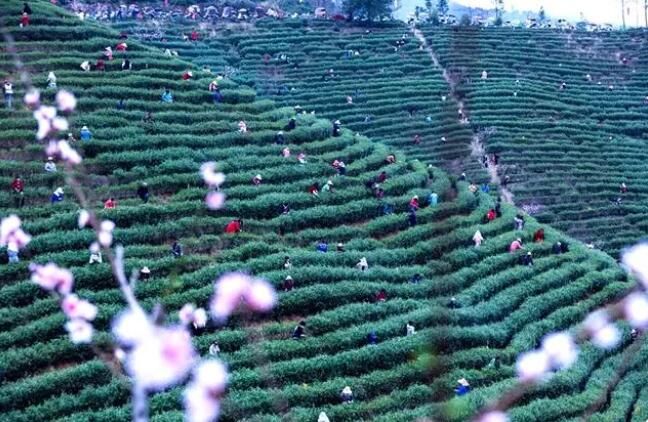 关于河南光山：春茶吐新绿 茶农采茶忙的最新消息