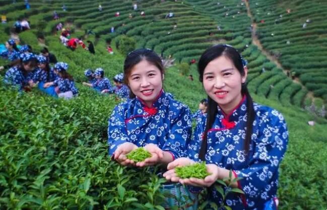 关于河南光山：春茶吐新绿 茶农采茶忙的最新消息(5)