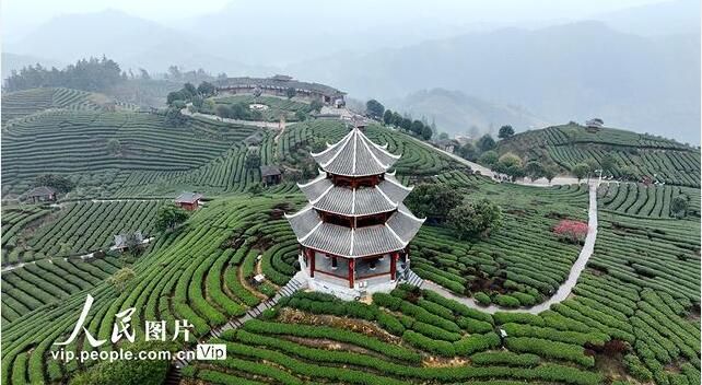 有关于广西三江：茶乡春茶全面进入采摘期的信息(4)