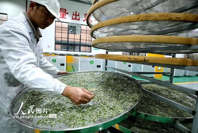有关于广西三江：茶乡春茶全面进入采摘期的信息(7)