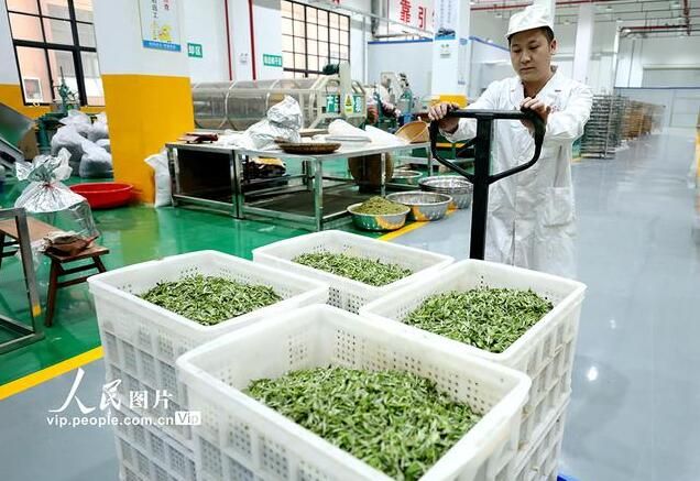 有关于广西三江：茶乡春茶全面进入采摘期的信息(6)