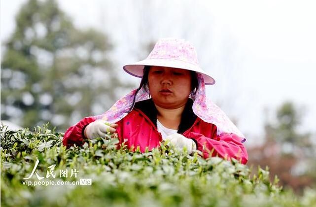 有关于广西三江：茶乡春茶全面进入采摘期的信息(2)