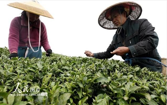 有关于广西三江：茶乡春茶全面进入采摘期的信息(5)